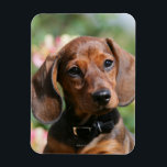 Tan Miniture Dachshund Magnet<br><div class="desc">Bob and Pam Langrish aim for impact,  power and natural feeling with dogs,  making Bob and Pam one of the top equine and canine photographers in the world. They prefer a natural theme,  rather than the more posed studio situations</div>