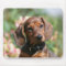 Tan Miniture Dachshund