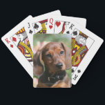 Tan Miniture Dachshund Playing Cards<br><div class="desc">Bob and Pam Langrish aim for impact,  power and natural feeling with dogs,  making Bob and Pam one of the top equine and canine photographers in the world. They prefer a natural theme,  rather than the more posed studio situations</div>