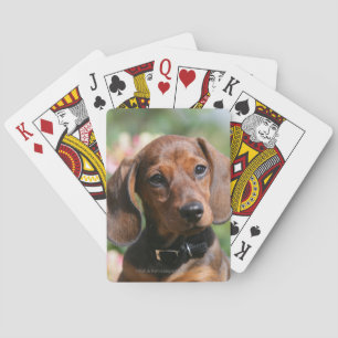Tan Miniture Dachshund Playing Cards