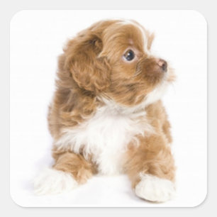 Tan & White Havanese Puppy Dog Sticker