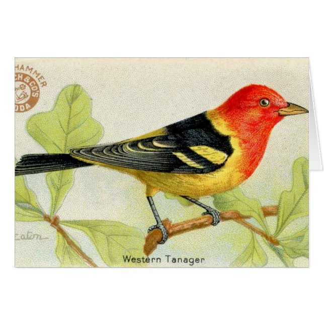 Tanager de l'Ouest (Devant horizontal)