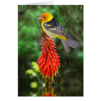 Tanager de l'Ouest