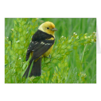 Tanager occidental