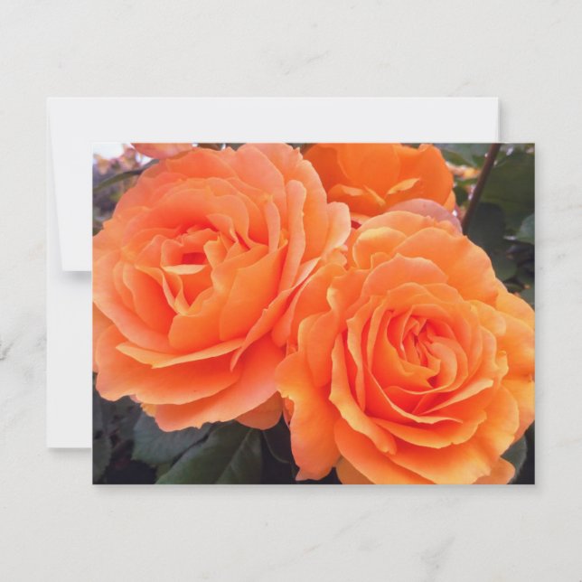 Tangerine Roses, Greeting Card (Front)