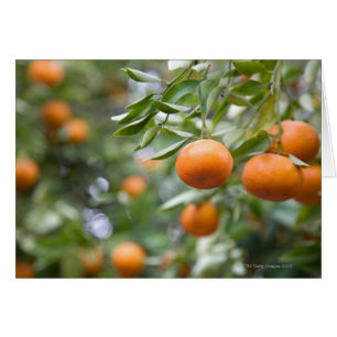 Tangerines suspendues dans l'arbre