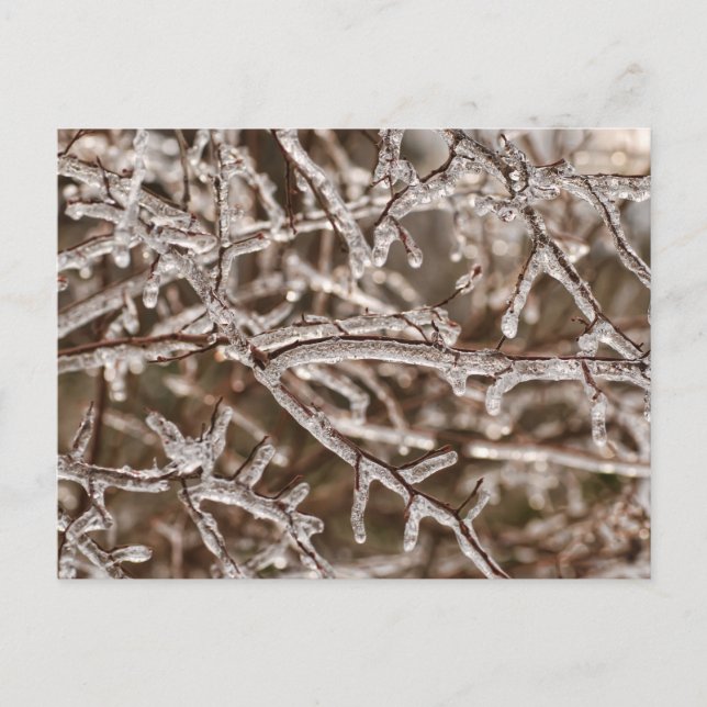 Tangle of Icy Branches Postcard (Front)