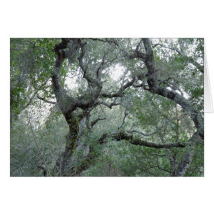 Tangled Oak Trees in Paso Robles, California