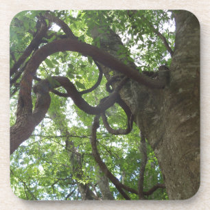 tangled old grapevines in tree coaster