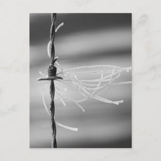 Tangled Threads - Barb Wire Still Life Photograph Postcard