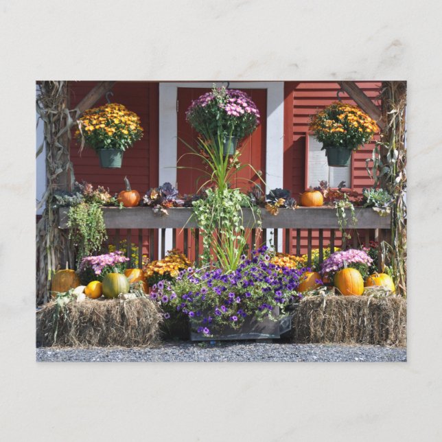 Tanglewood Fall Beauty - Postcard (Front)