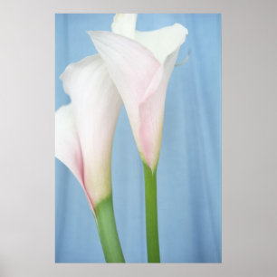 Tango Fleurs de Lys Blancs Photo Poster Art Imprim