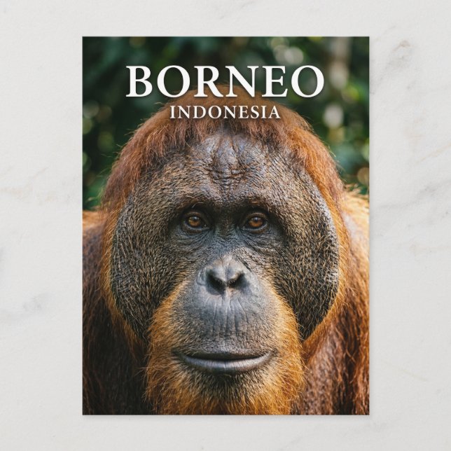Tanjung Puting National Park Indonesia Postcard (Front)
