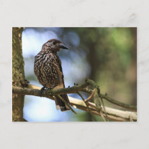 Tannenhäher Postcard