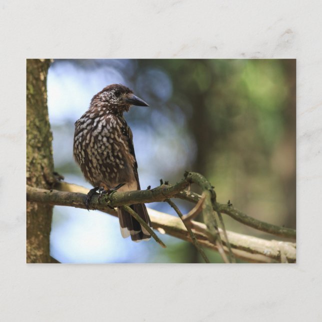 Tannenhäher Postcard (Front)