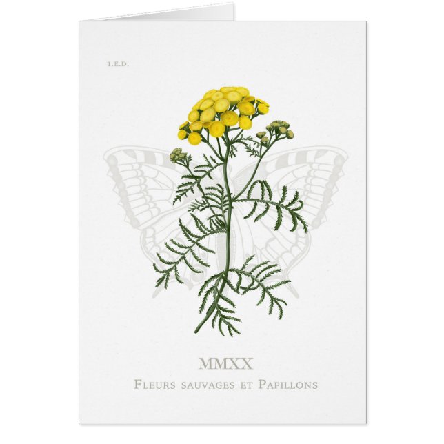 Tansy and Swallowtail card (Front)