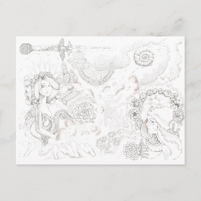 tansy banditas postcard (Front)