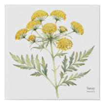 Tansy Plant Illustration