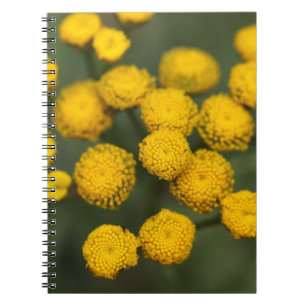 Tansy Tanacetum vulgare Notebook