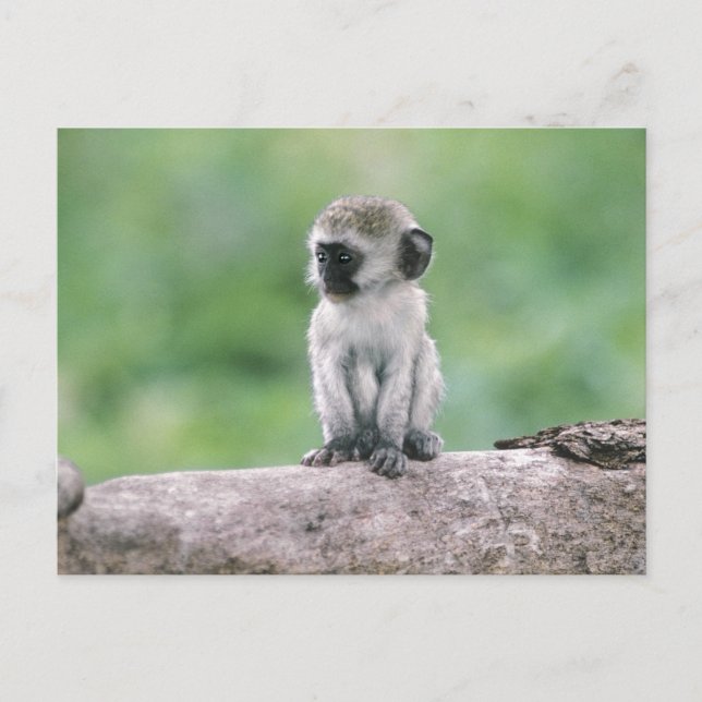 Tanzania, Ngorogoro Crater. Close-up of wild Postcard (Front)