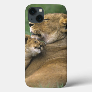 Tanzania, Ngorongoro Crater. African lion mother iPhone 13 Case