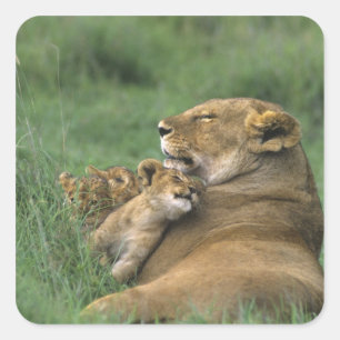 Tanzania, Ngorongoro Crater. African lion mother Square Sticker