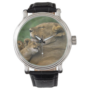 Tanzania, Ngorongoro Crater. African lion mother Watch