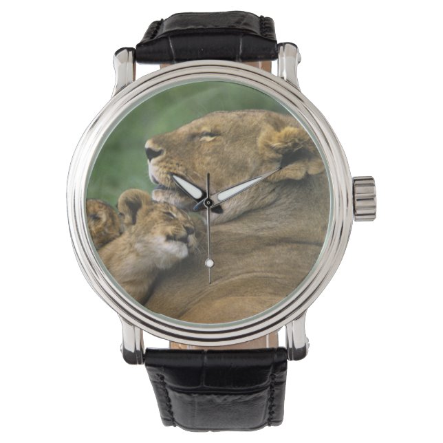 Tanzania, Ngorongoro Crater. African lion mother Watch (Front)