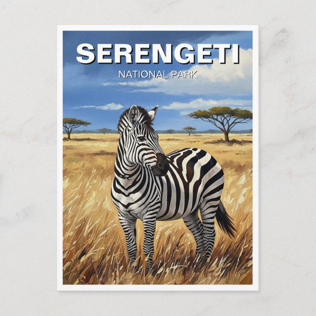Tanzania Serengeti National Park Zebra Postcard (Front)