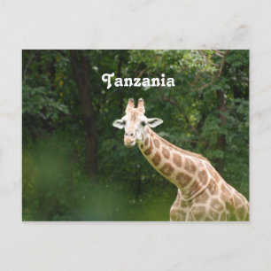 Tanzanian Giraffe Postcard