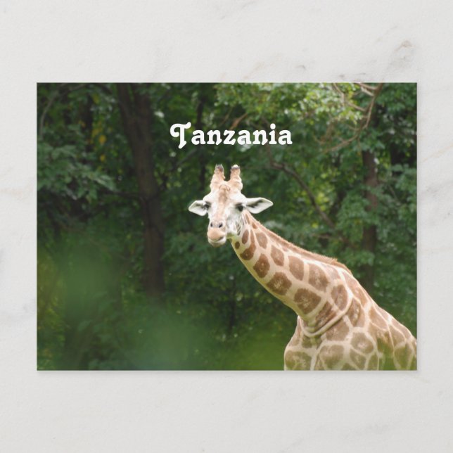 Tanzanian Giraffe Postcard (Front)