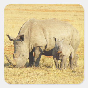 Tanzanie Rhino Safari sur Stickers Display