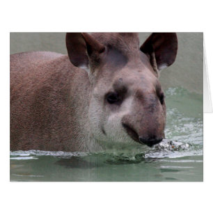 Tapir_2015_0101