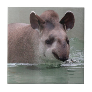 Tapir_2015_0101 Tile