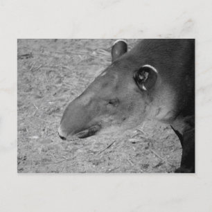 tapir head black and white zoo animal postcard