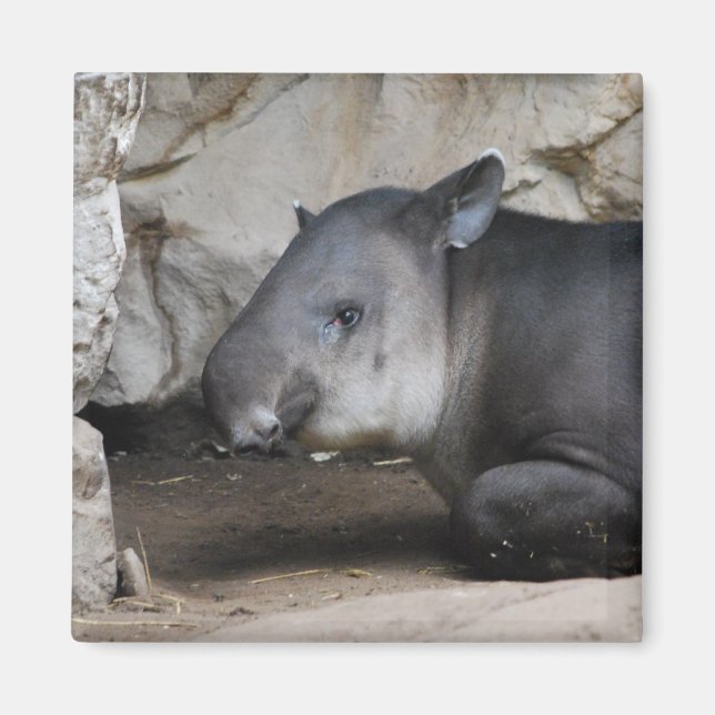 Tapir Magnet (Front)
