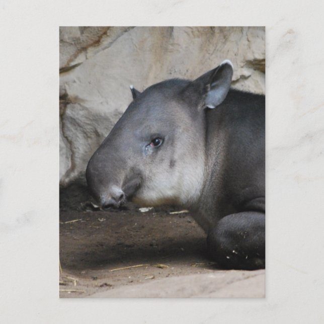 Tapir Postcard (Front)