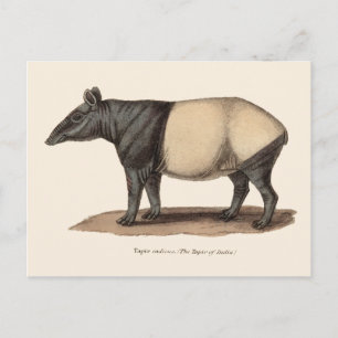 TAPIR POSTCARD