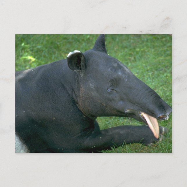 Tapir Postcard (Front)