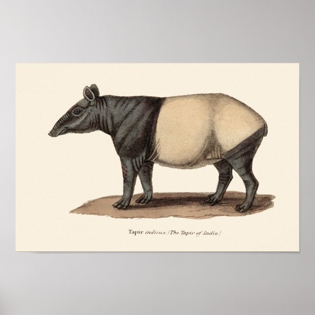 TAPIR PRINT (Front)