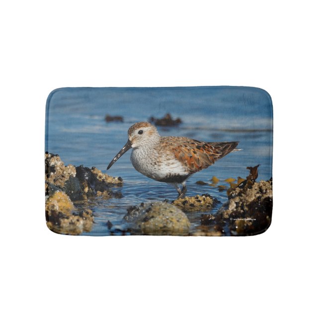 Tapis De Bain Beau dunlin Shorebird à la plage (Devant)
