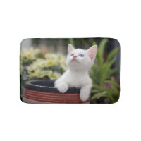 Chaton blanc turc