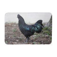 Coq de poulet de noir de jeune coq d'Ayam Cemani