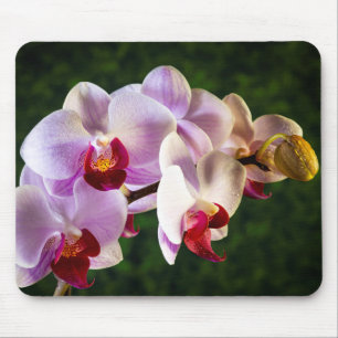 Tapis De Souris 0834-Orchidées Roses