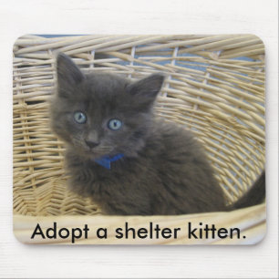 Tapis De Souris 112907 le petfinder 028, adoptent un chaton d'abri