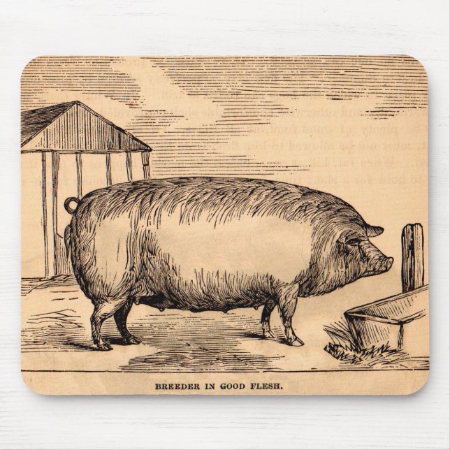 Tapis De Souris 19th century pit 'Breeder in Good Flesh' (Devant)