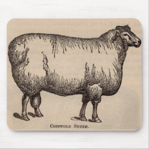 Tapis De Souris 19th century print Cotswold sheep