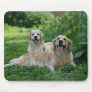 Tapis De Souris 2 chiens d'arrêt d'or s'étendant dans l'herbe