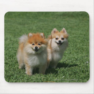 Tapis De Souris 2 Pomeranians regardant l'appareil-photo