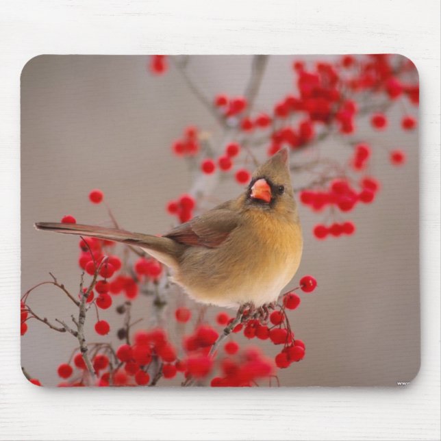 TAPIS DE SOURIS 350 (Devant)